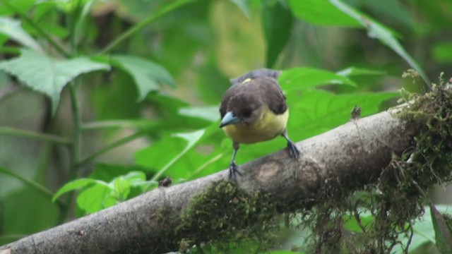 Flame-rumped Tanager (Lemon-rumped) - ML302351001