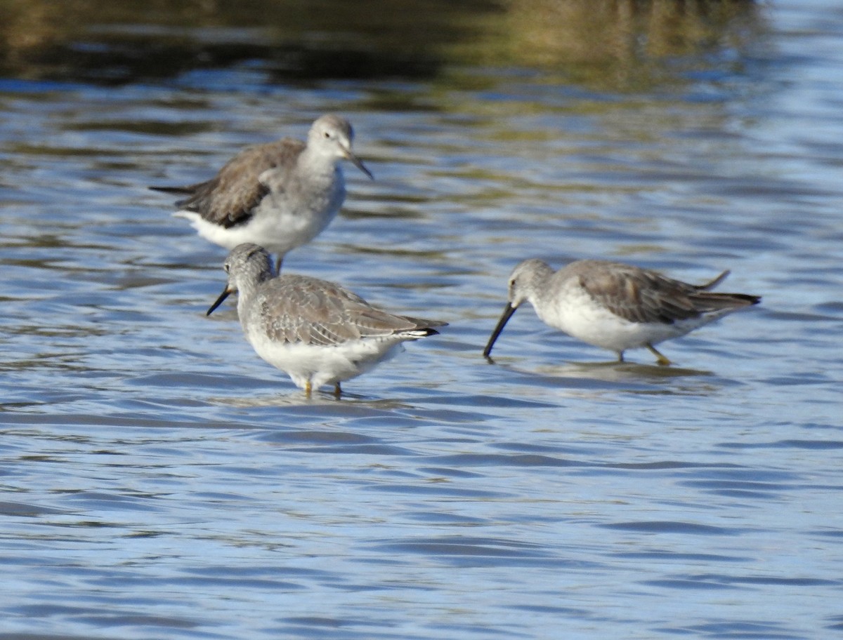 Stilt Sandpiper - ML302352521