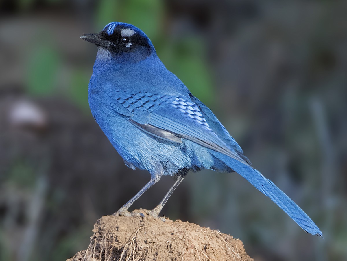 Adult (Central American)