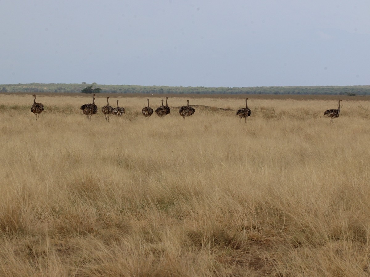 Somali Ostrich - ML302352911