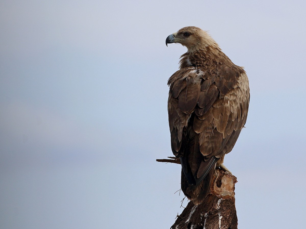 Tawny Eagle - ML302353111