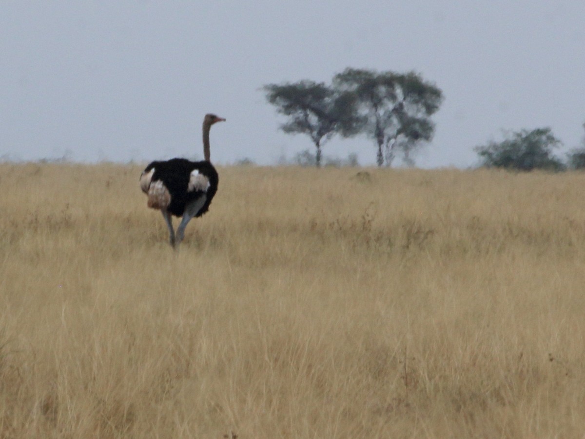 Somali Ostrich - ML302353471