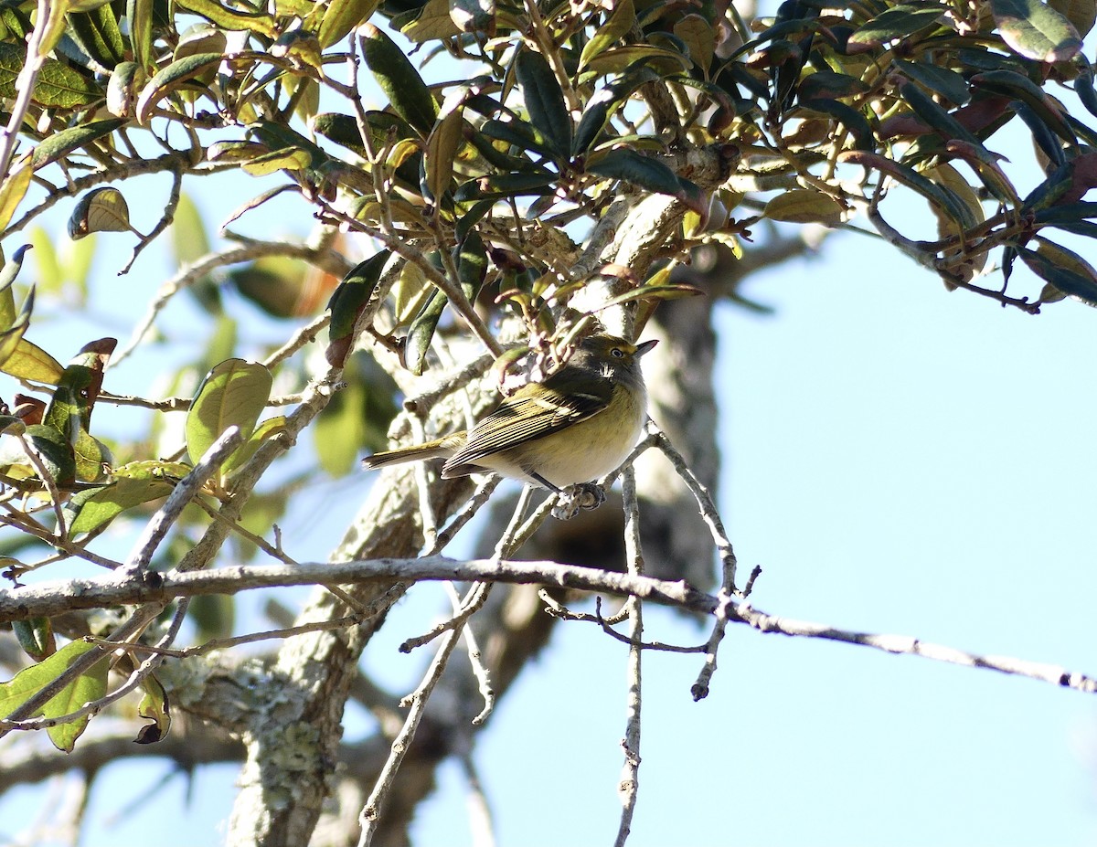 Ak Gözlü Vireo - ML302355001