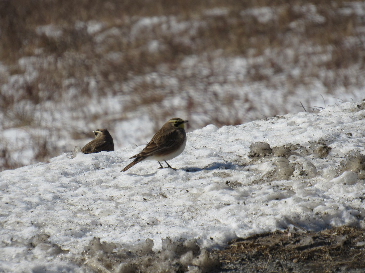 Horned Lark - ML302355181