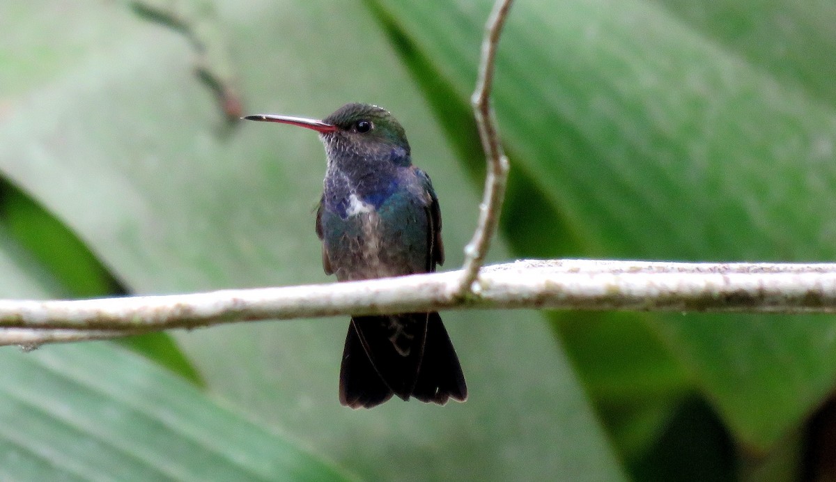 kolibřík safírový - ML30235691