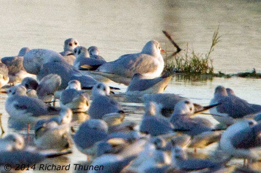 Black-headed Gull - ML302358751