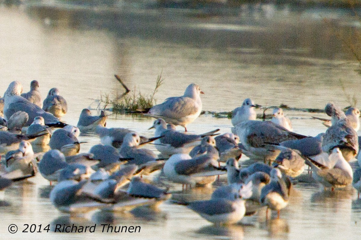 Black-headed Gull - ML302358761
