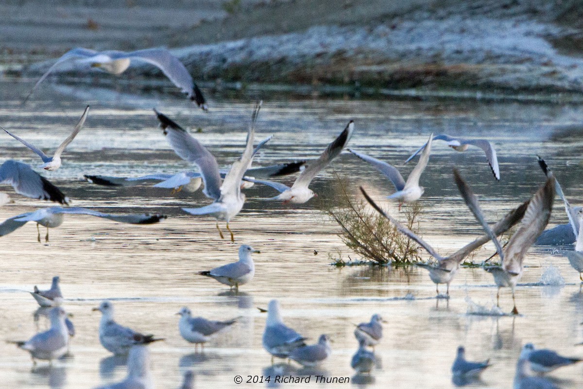 Black-headed Gull - ML302358791