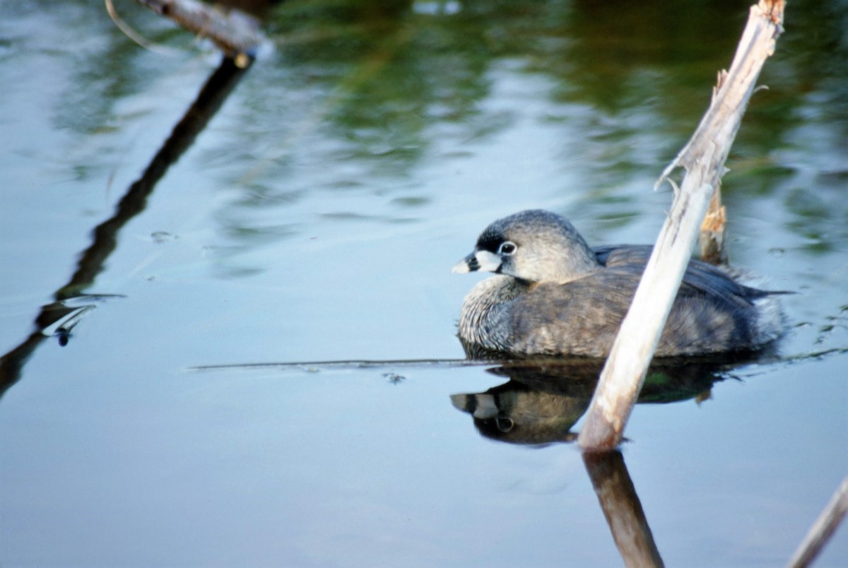 Pied-billed Grebe - ML302359281