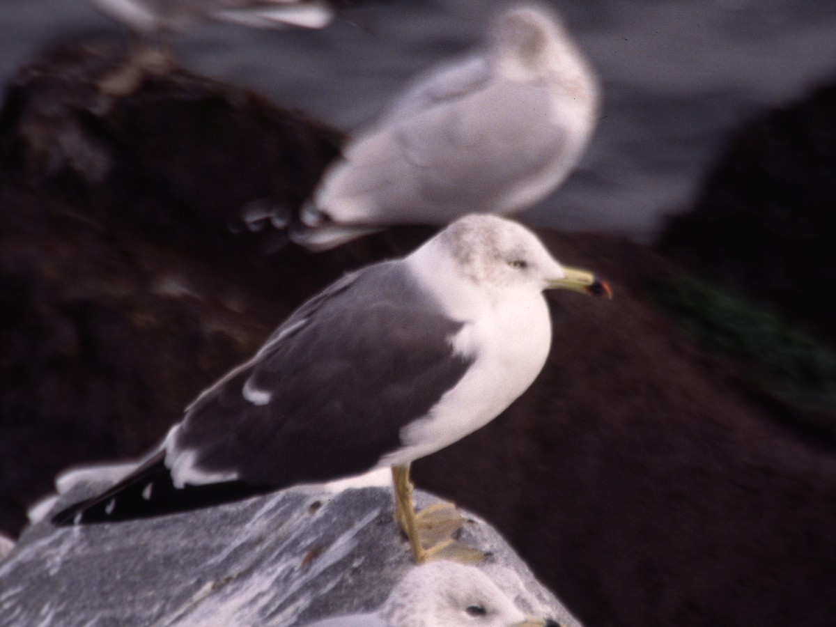 Black-tailed Gull - ML302360271