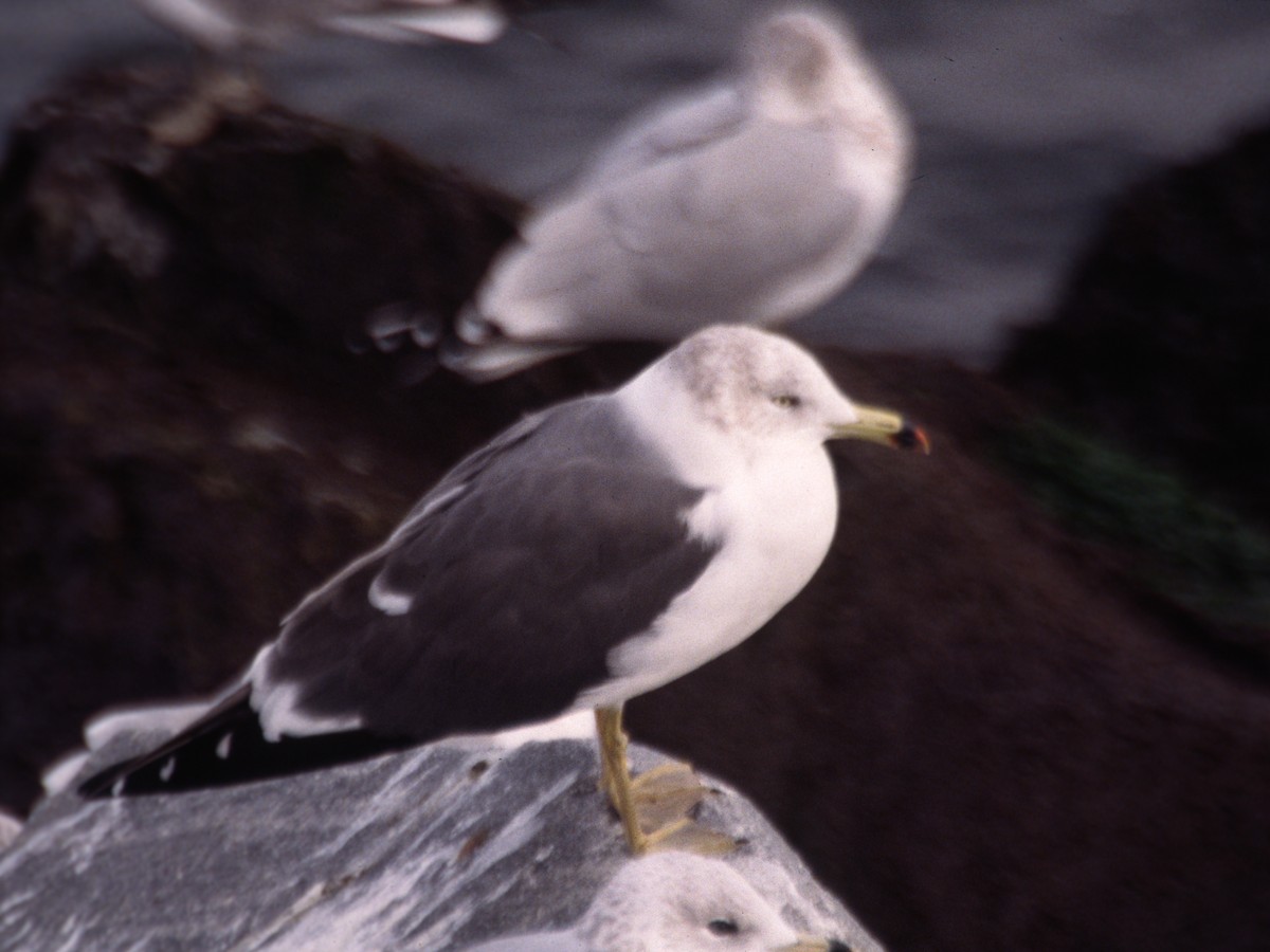 Gaviota Japonesa - ML302360271