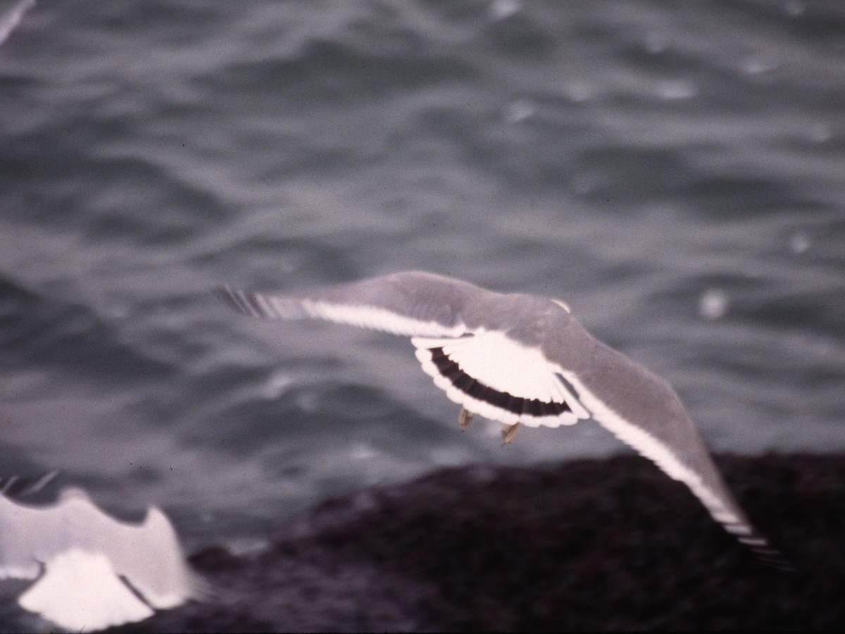 Gaviota Japonesa - ML302360331