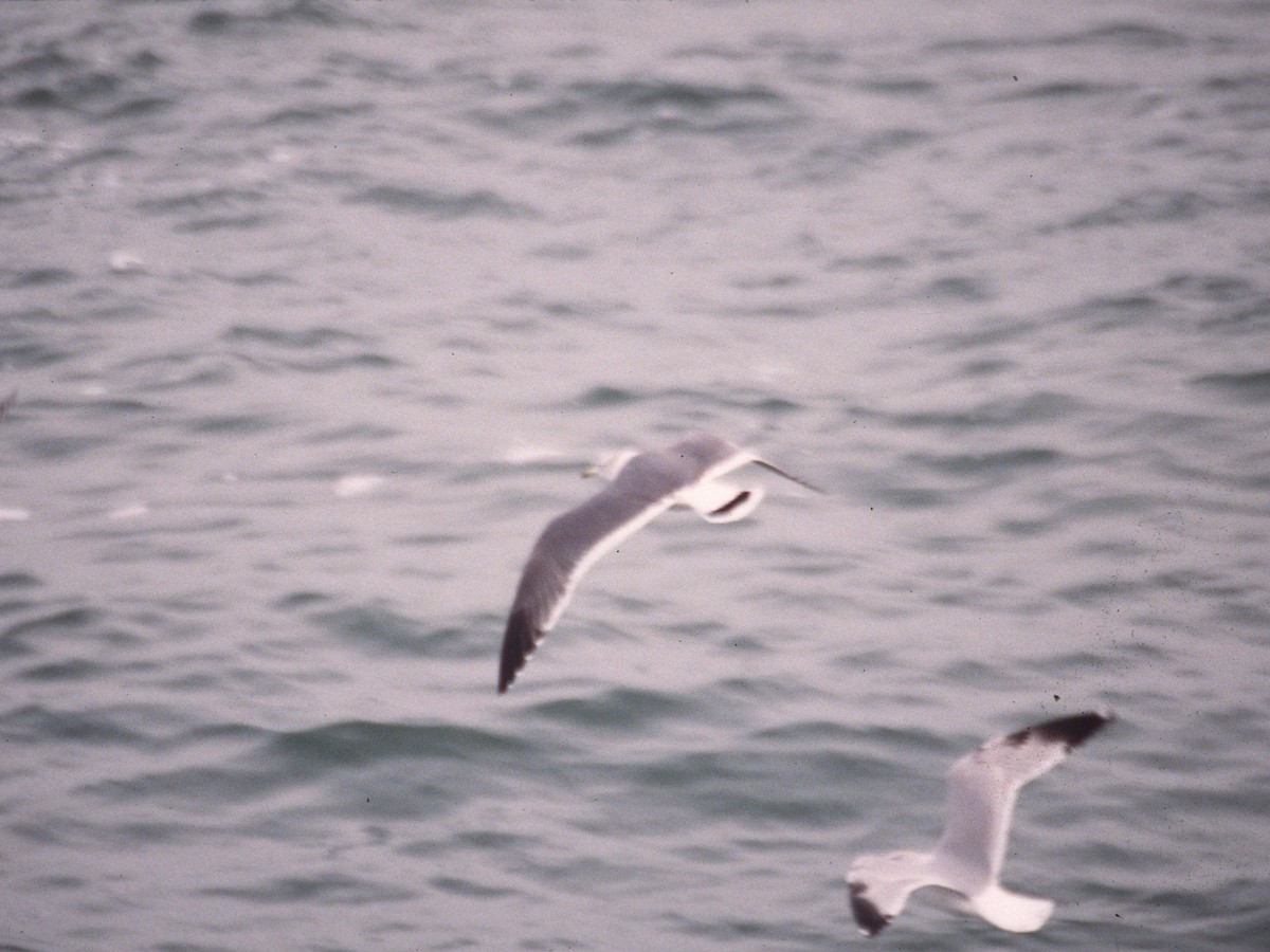 Black-tailed Gull - ML302360401