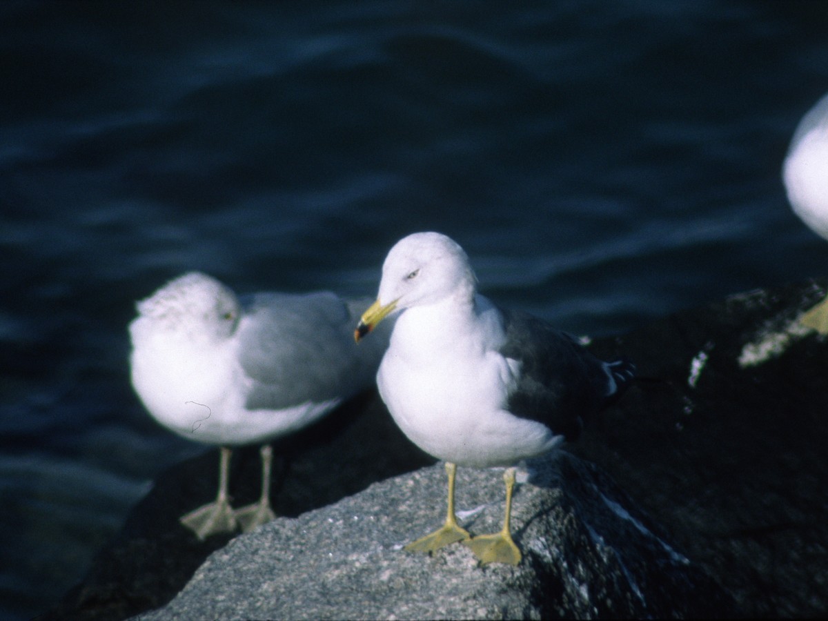 Black-tailed Gull - ML302360921