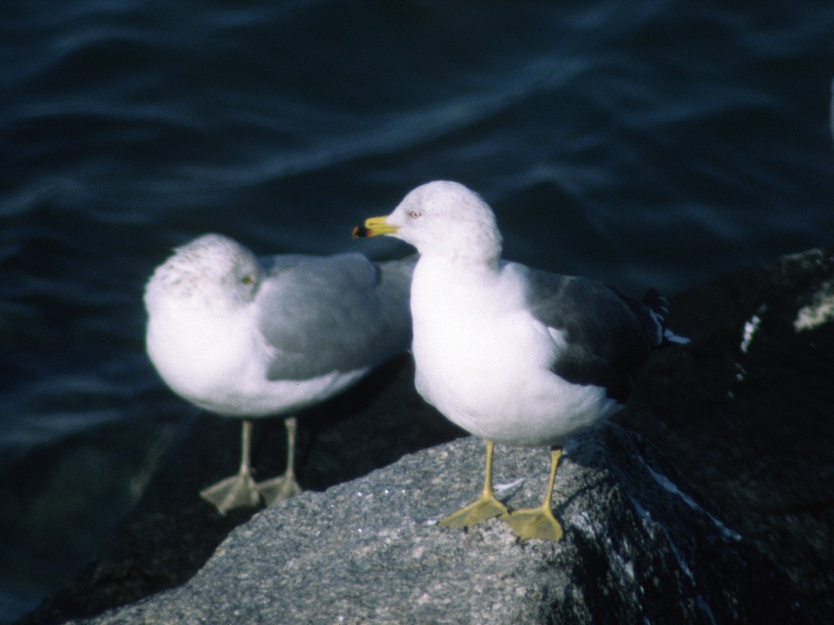 Black-tailed Gull - ML302360931