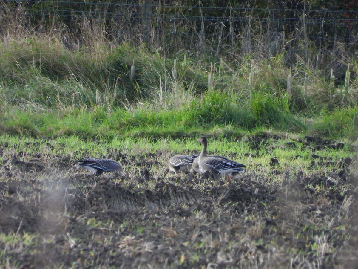 Tundra Bean-Goose - ML302361501