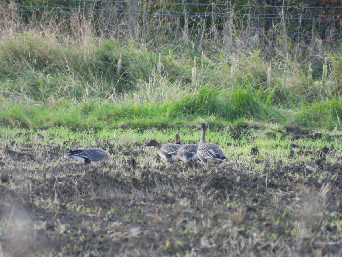 Tundra Bean-Goose - ML302361511