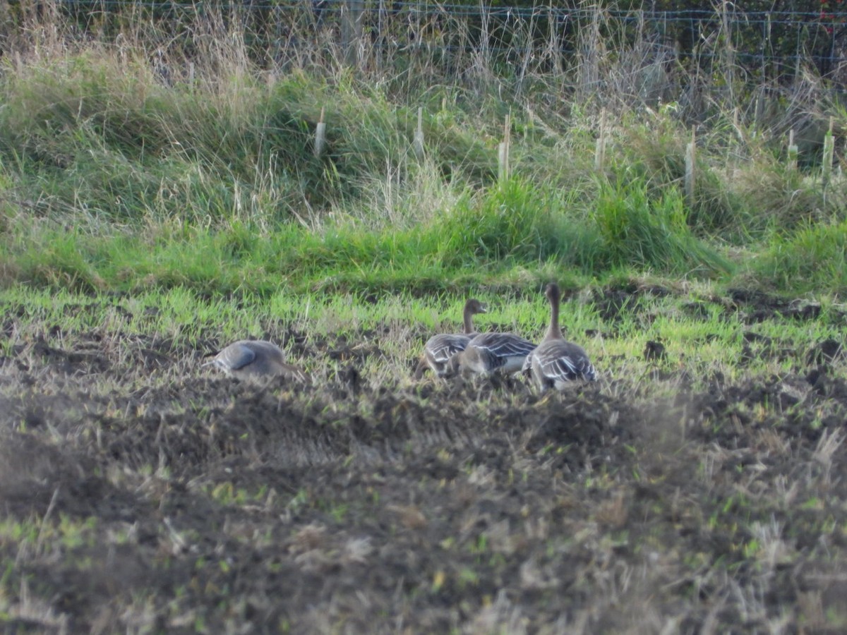 Tundra Bean-Goose - ML302361551