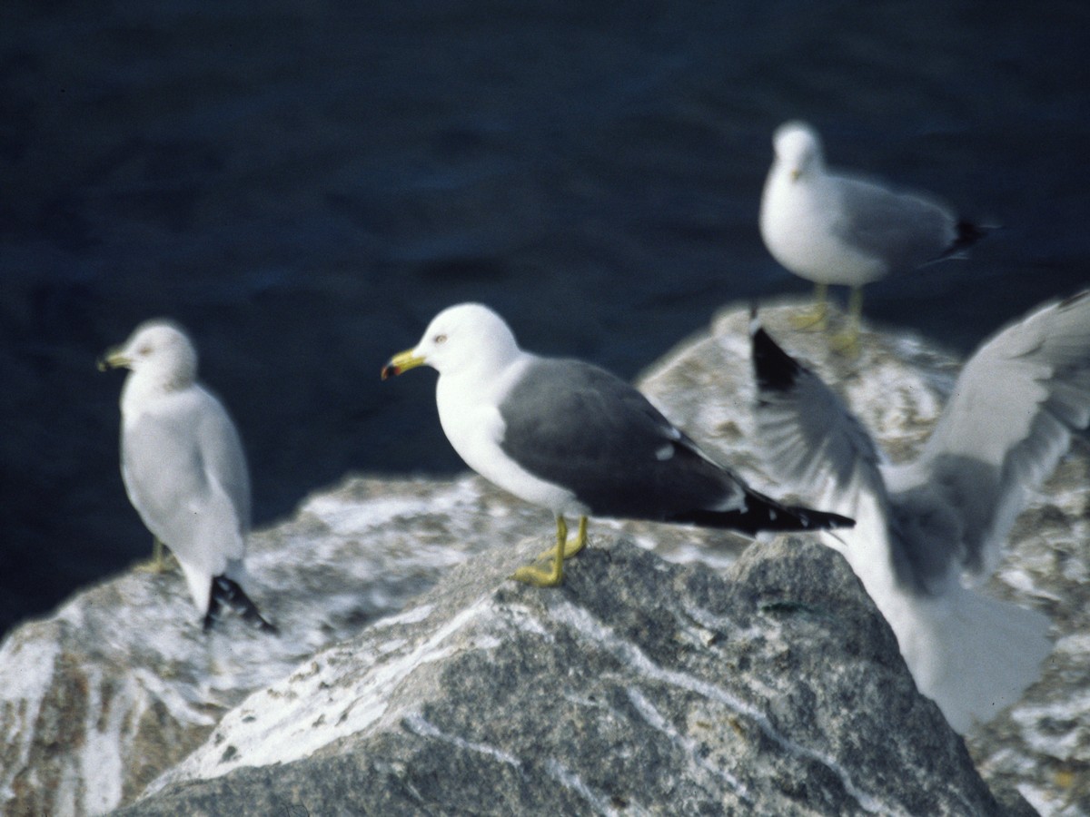 Black-tailed Gull - ML302361711