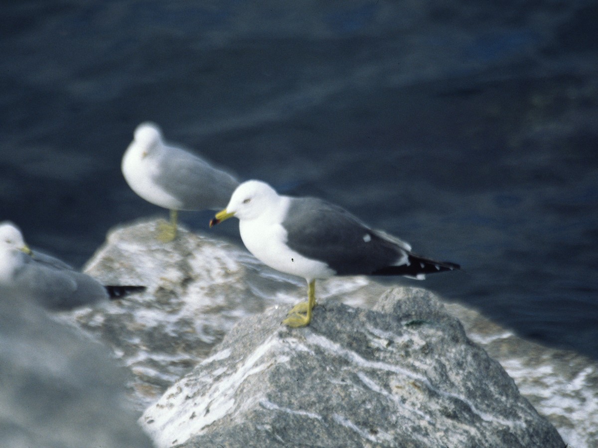 Black-tailed Gull - ML302361731