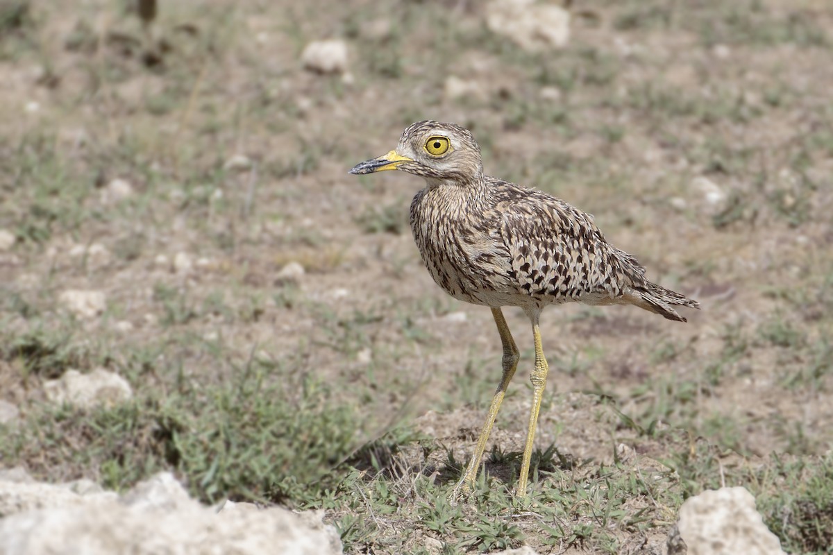 Spotted Thick-knee - Bradley Hacker 🦜