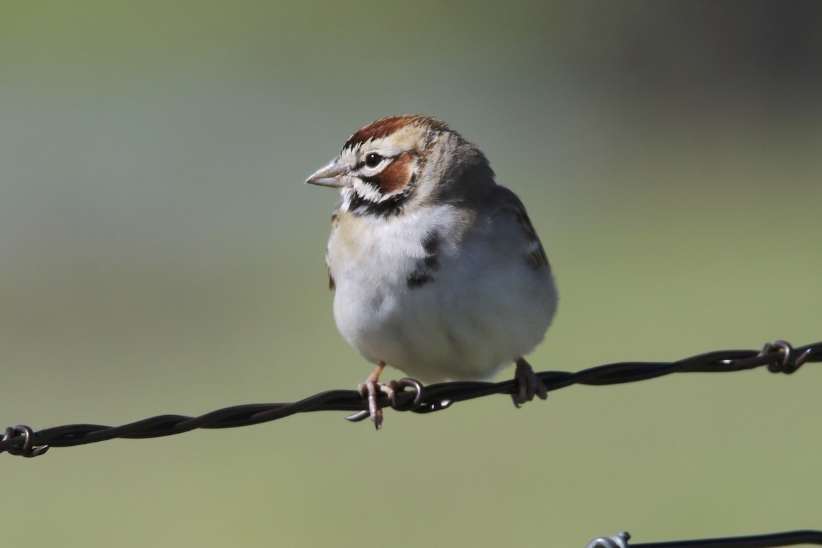 Lark Sparrow - David Marjamaa