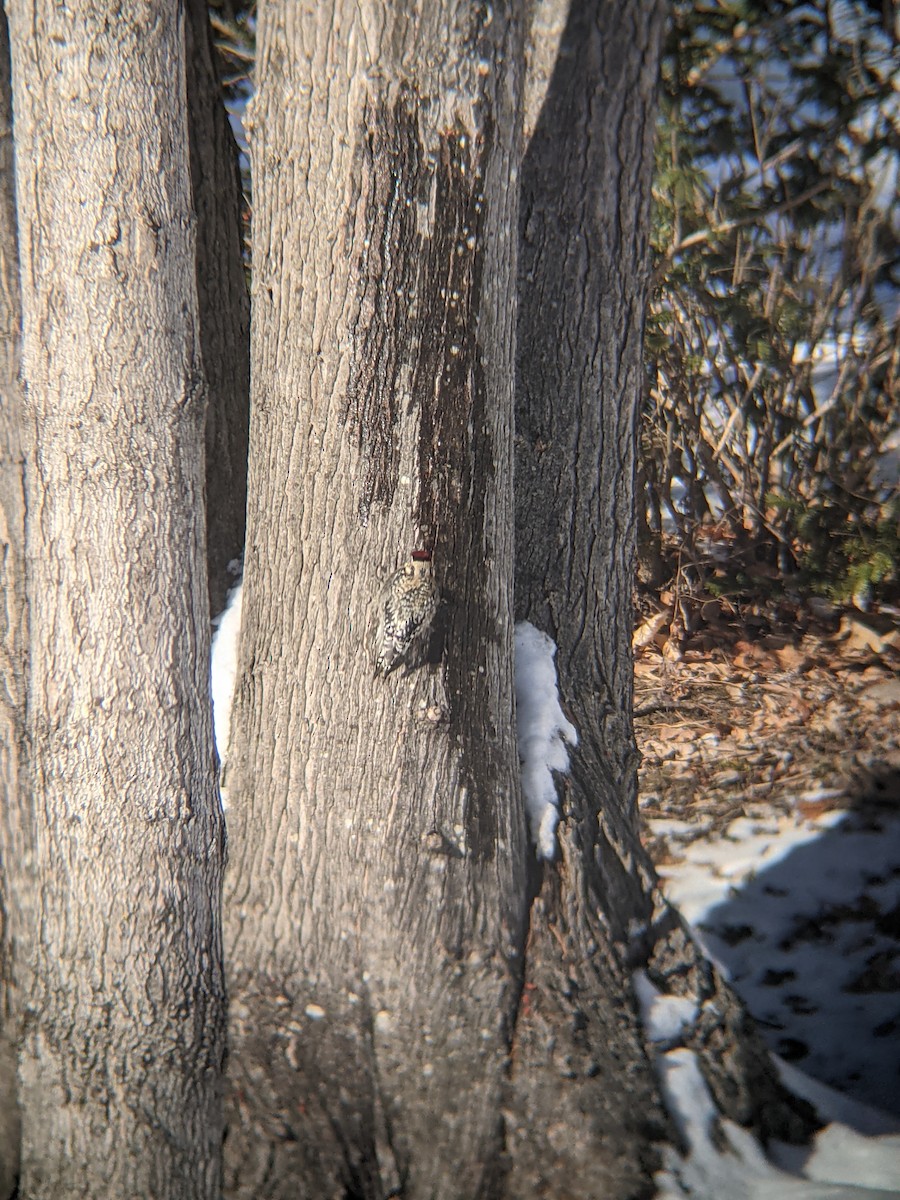 Yellow-bellied Sapsucker - ML302362471