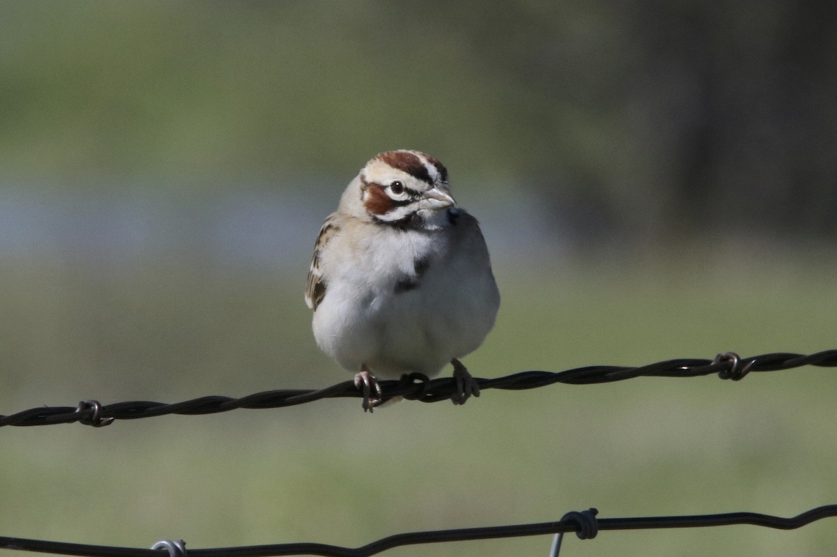 Lark Sparrow - David Marjamaa