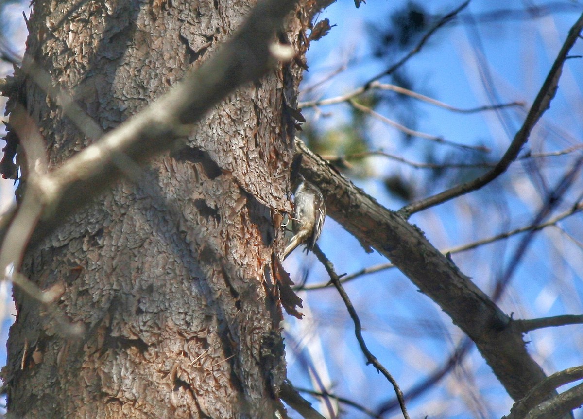 Brown Creeper - ML302363511