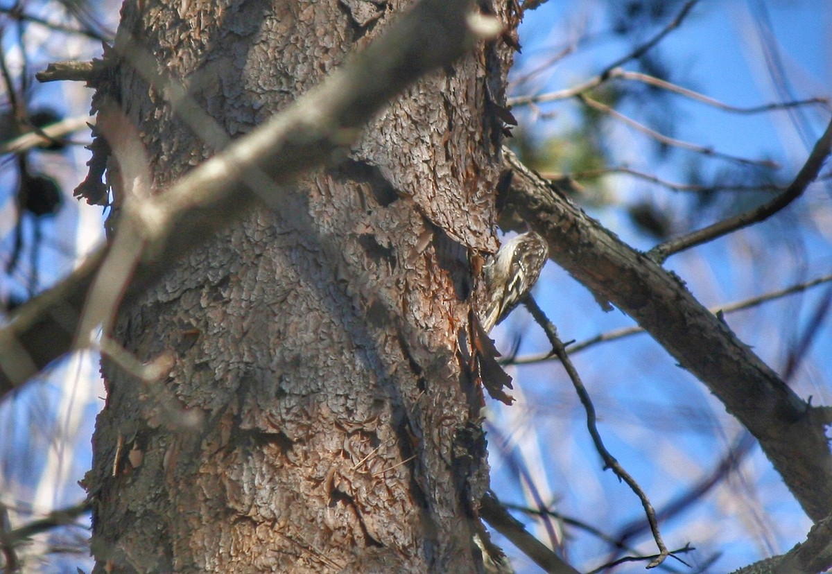 Brown Creeper - ML302363521