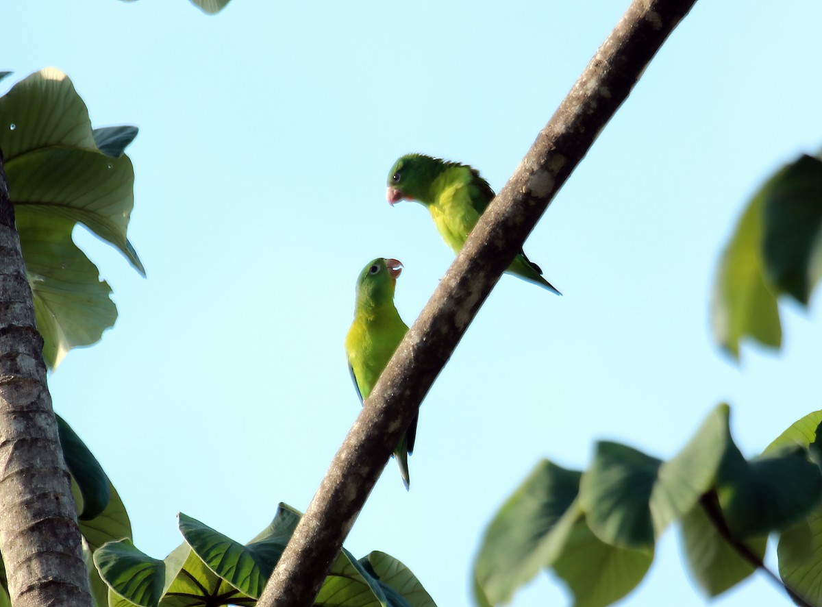 Orange-chinned Parakeet - ML302367931