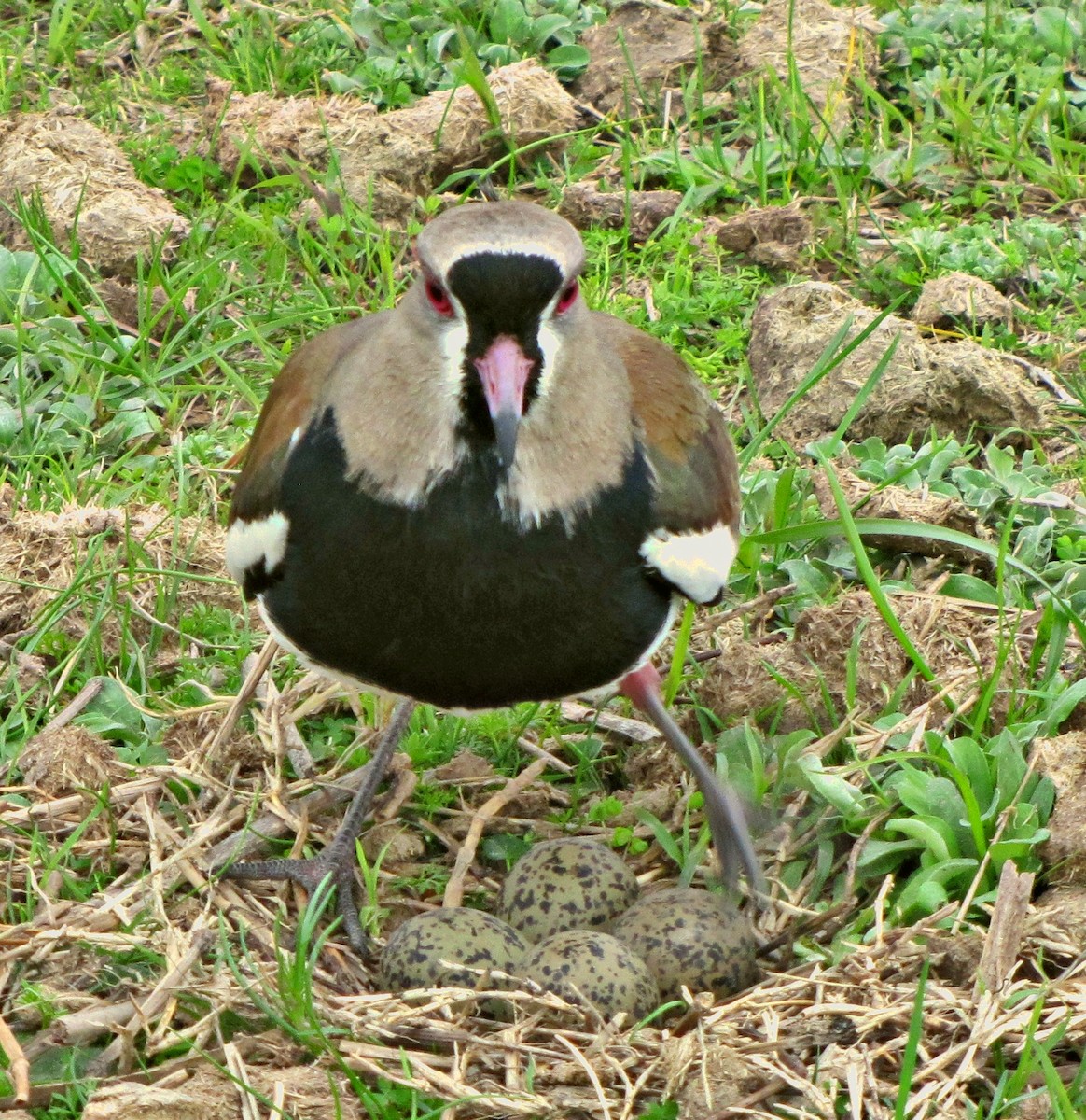 Southern Lapwing - ML302368241