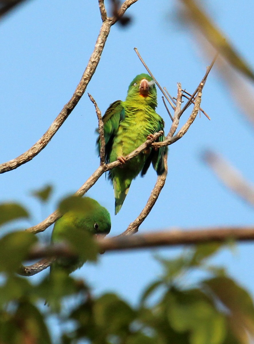 Orange-chinned Parakeet - ML302369901