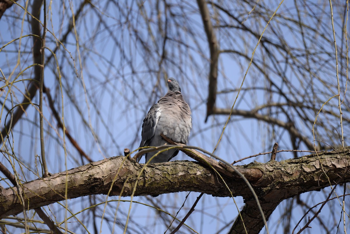 Common Wood-Pigeon - ML302370431