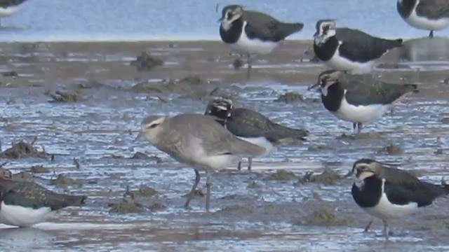 Sociable Lapwing - ML302374391