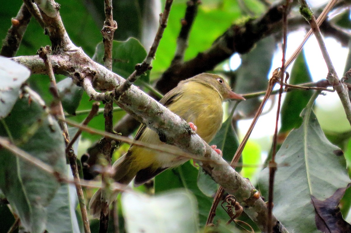 Olivaceous Greenlet - Fernando Angulo - CORBIDI
