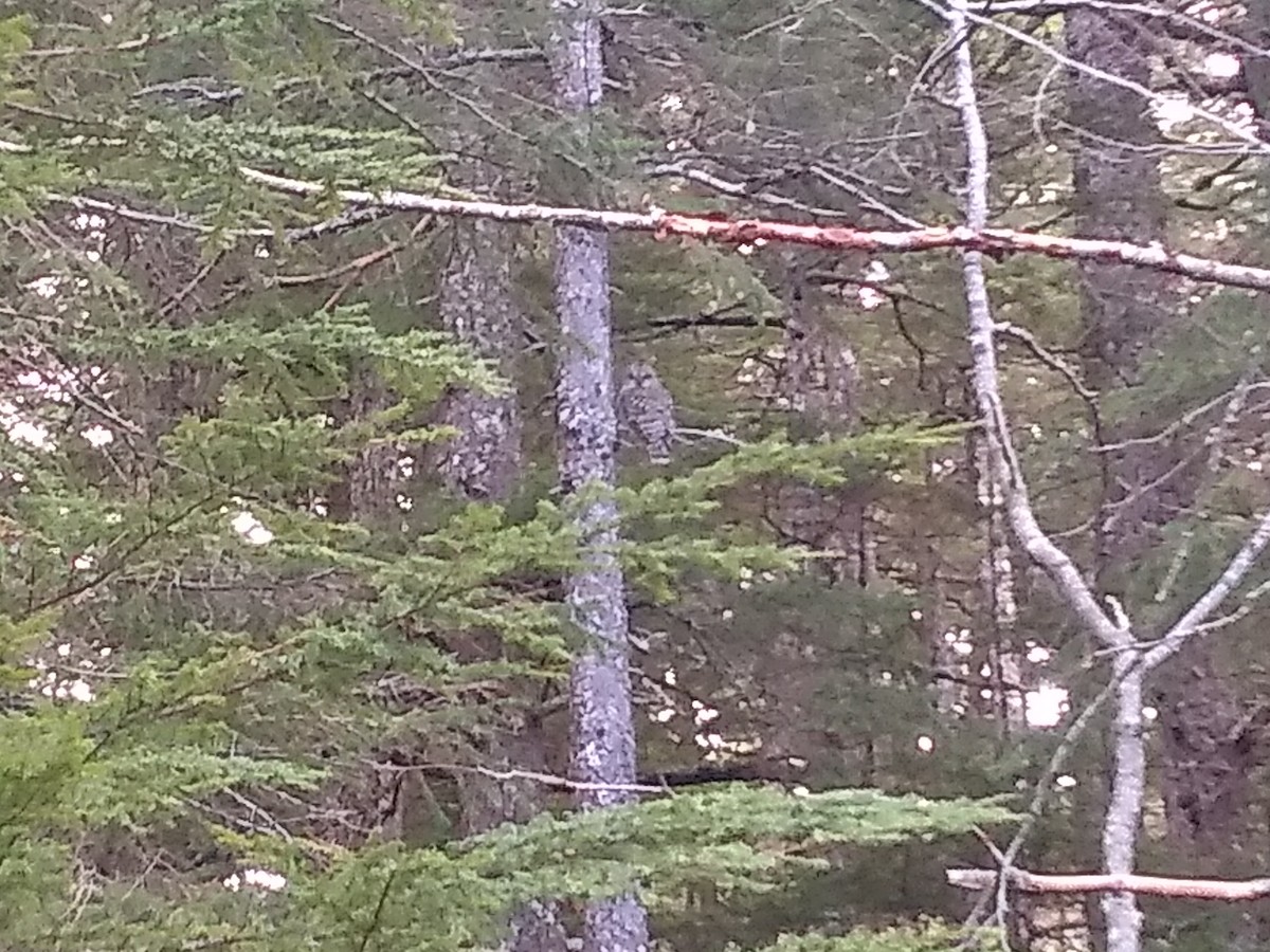 Barred Owl - Tongass Bird Observations