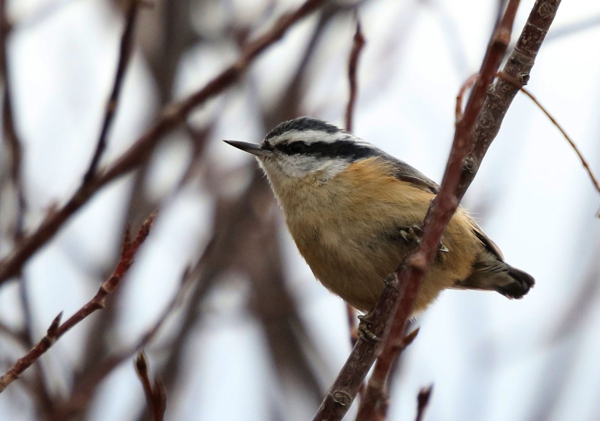 Red-breasted Nuthatch - ML302375071