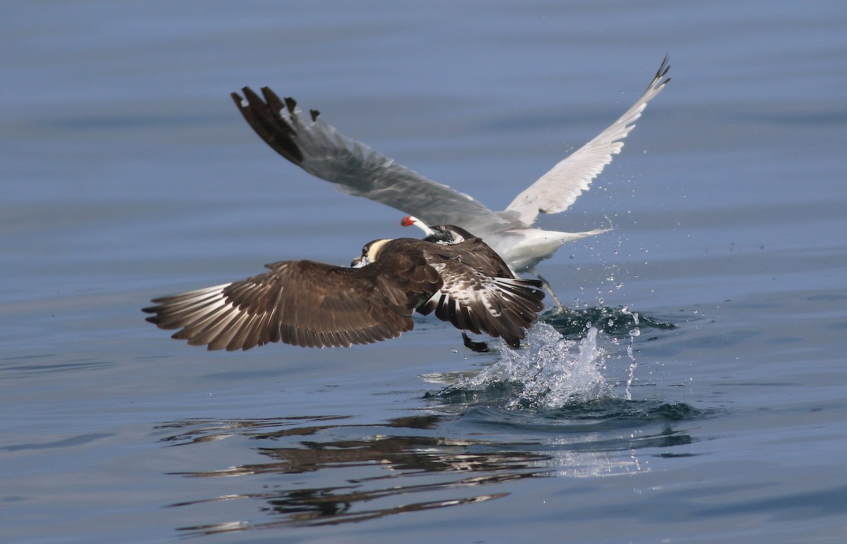 Pomarine Jaeger - Georg Schreier Birdwatching Algarve