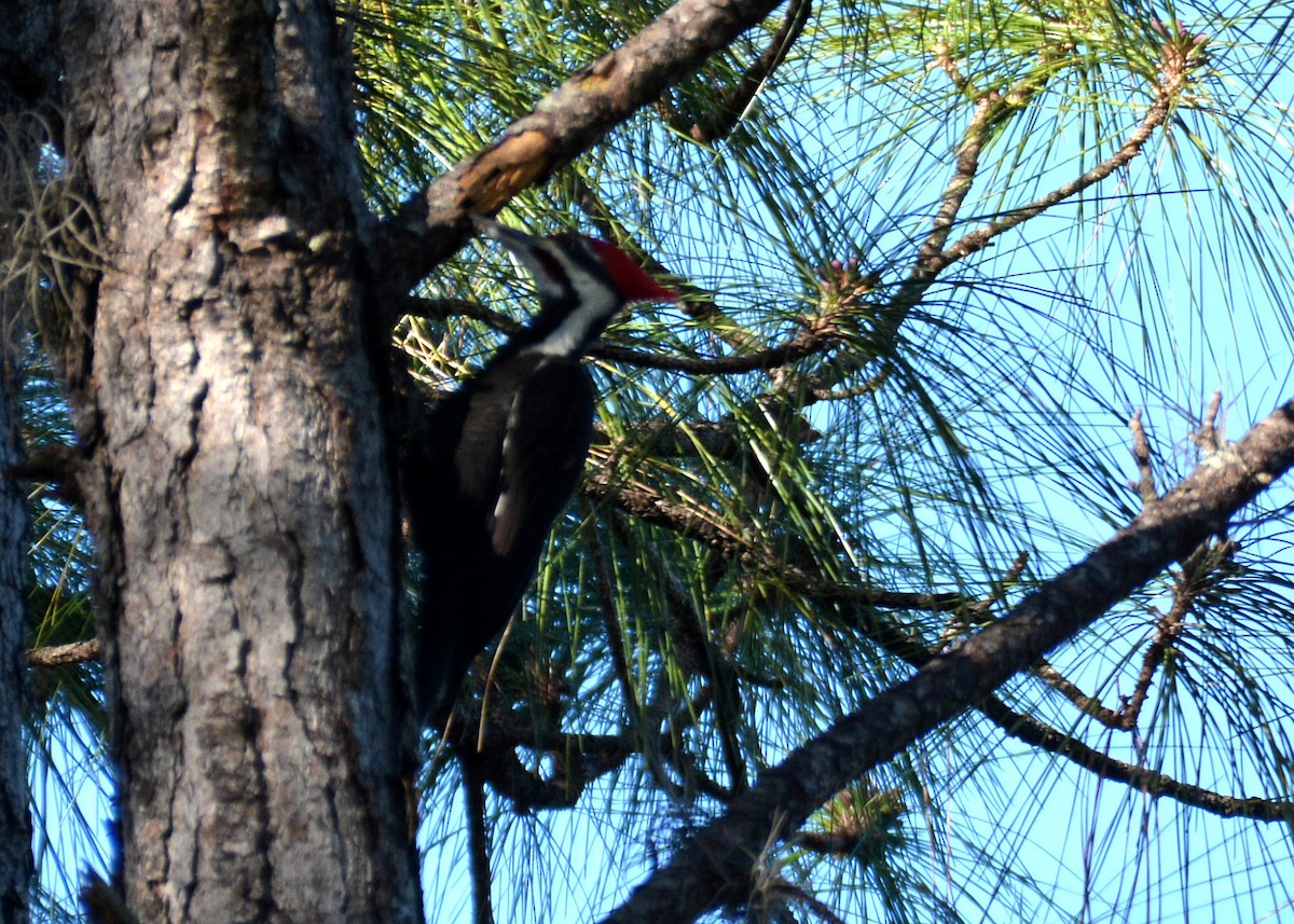 Pileated Woodpecker - John Whitehead