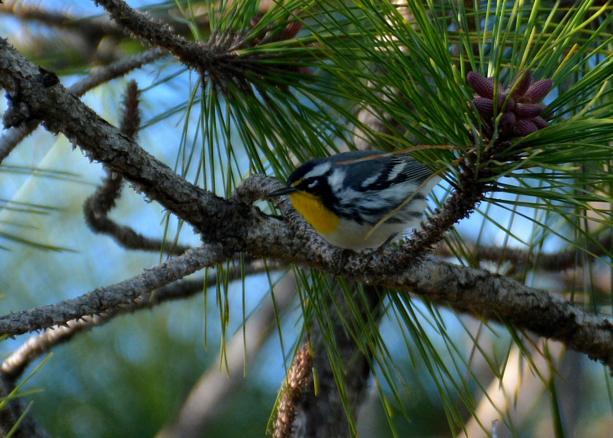 Yellow-throated Warbler - ML302375571