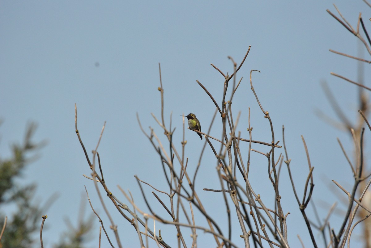 Anna's Hummingbird - ML302379231