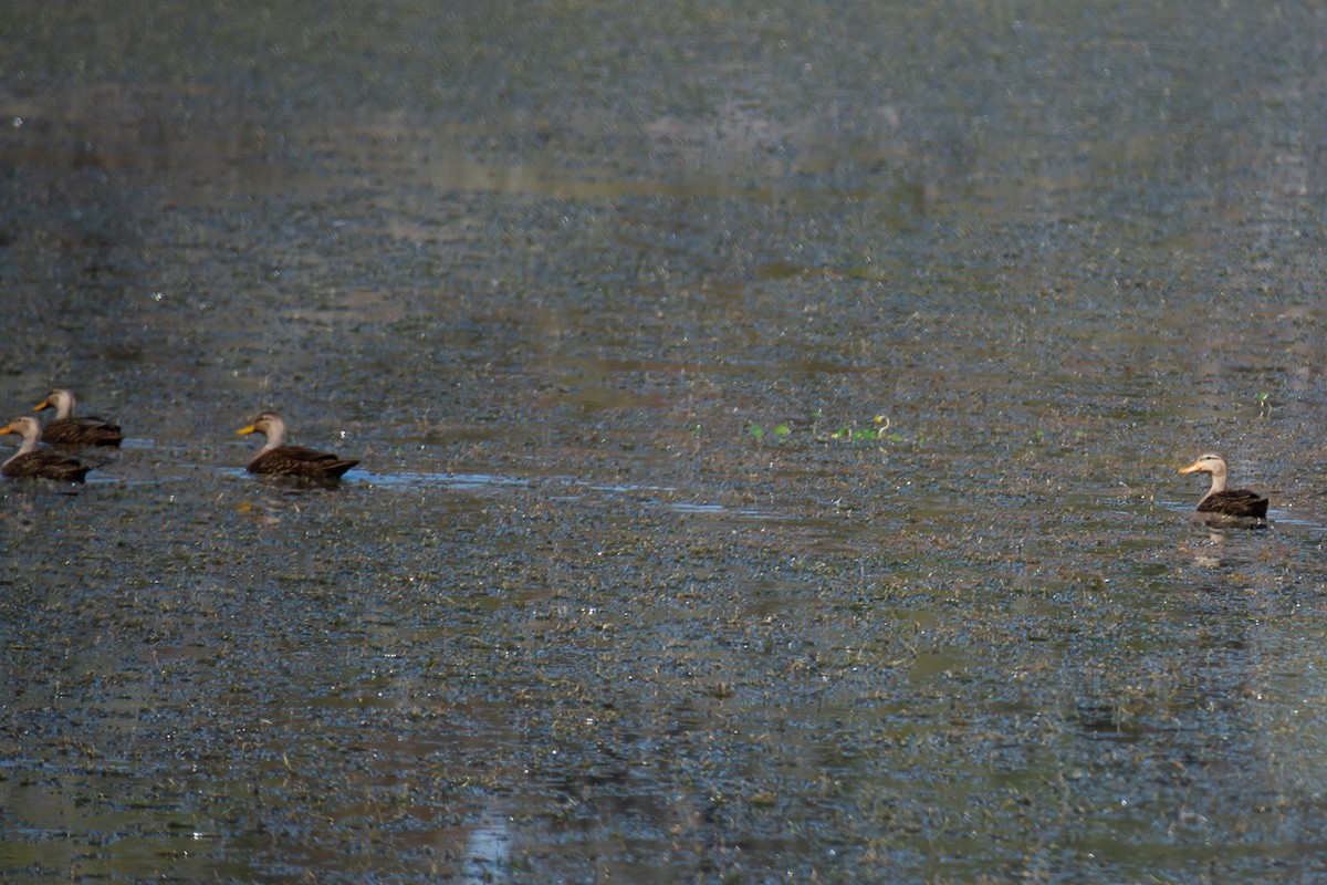 Mottled Duck - ML302380271