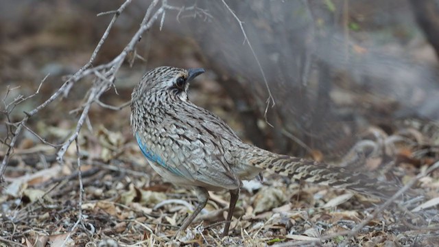 Long-tailed Ground-Roller - ML302380361