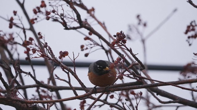 American Robin - ML302380451