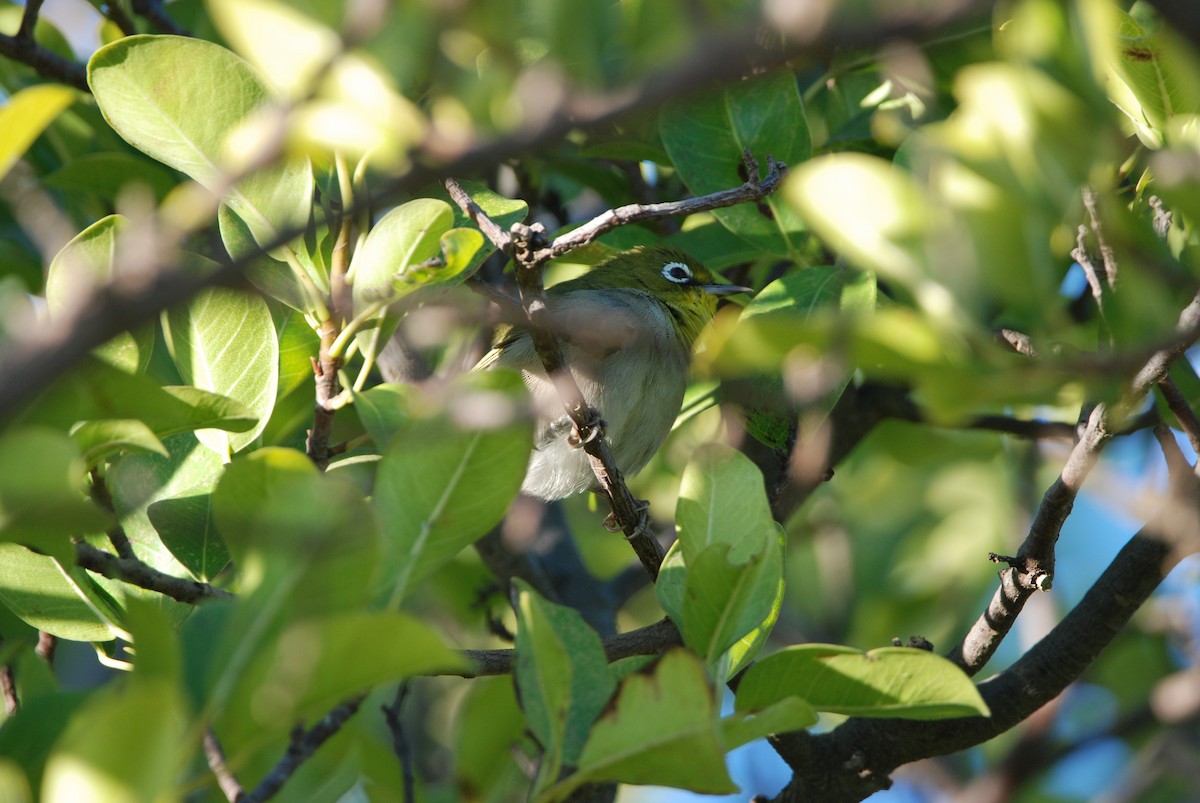 Cape White-eye - ML302381281