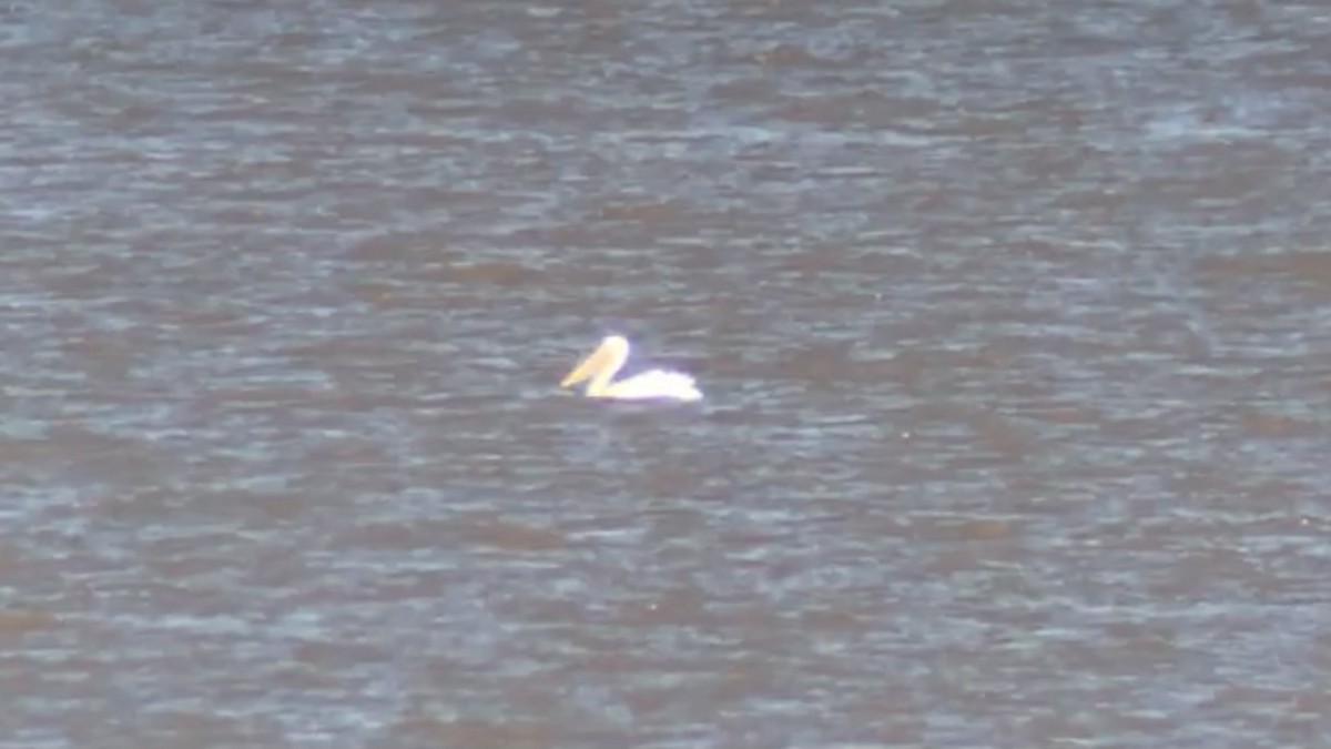 American White Pelican - ML302382171