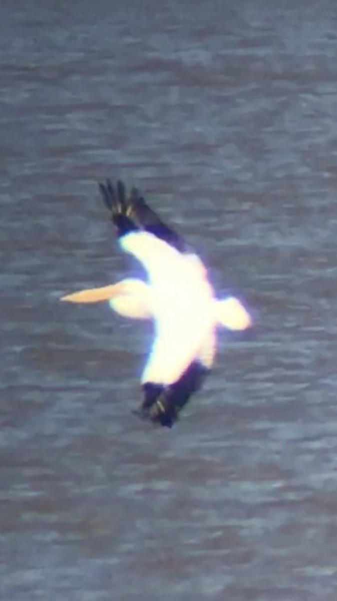 American White Pelican - ML302382401