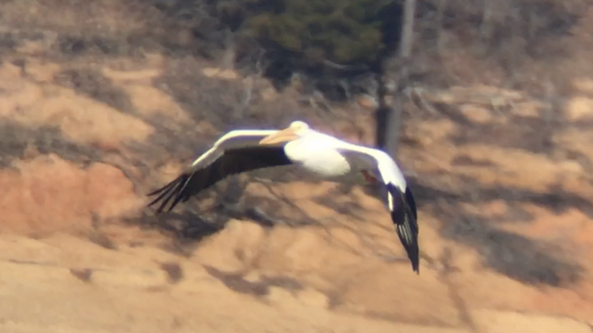 American White Pelican - ML302382611