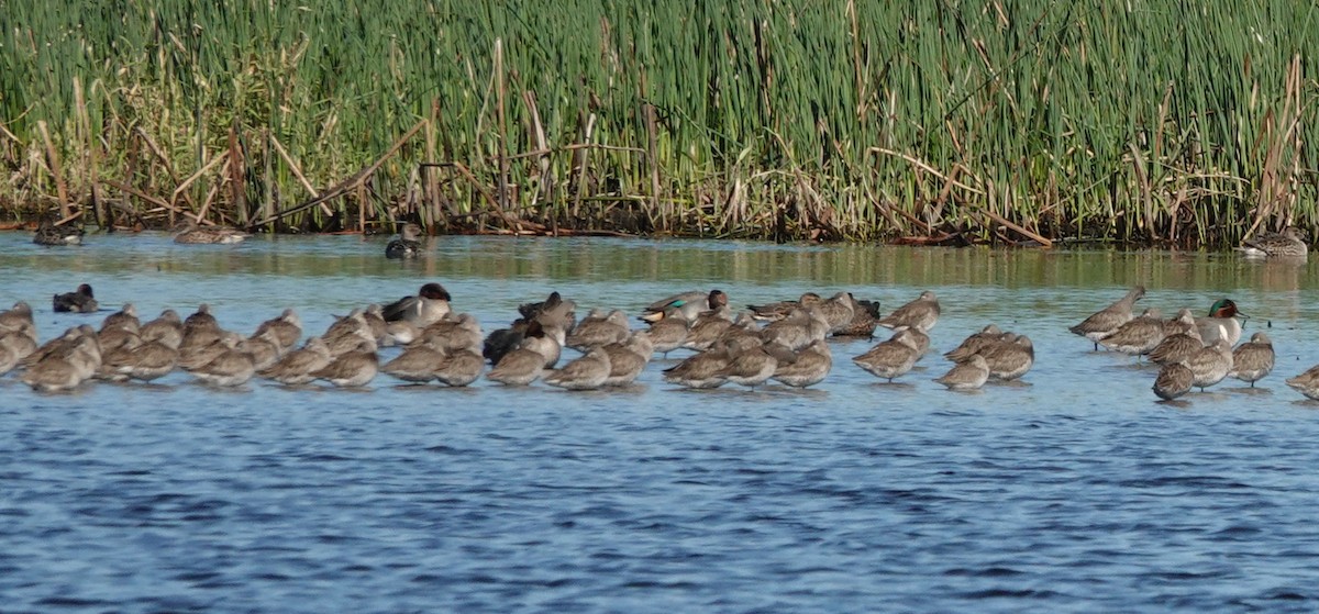 Green-winged Teal - ML302383241